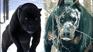 TOP 5 Razas De Perros con apariencia ATERRADORAS [upl. by Aekan]