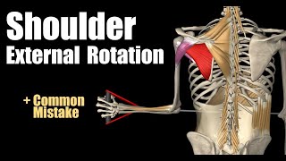 Shoulder External Rotation With Cable [upl. by Herrera404]