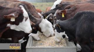 Supplemental feeding for beef cattle [upl. by Arrait9]