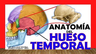 🥇 HUESO TEMPORAL Anatomía Fácil Rápido y Sencillo [upl. by Imas]