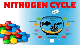 THE AQUARIUM NITROGEN CYCLE [upl. by Elfrida]