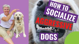 How to Socialize Aggressive Dogs [upl. by Erdnuaed]