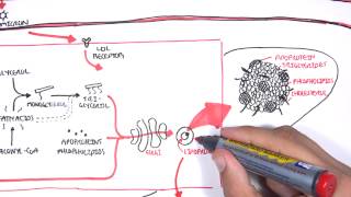 Physiology of Lipoproteins Cholesterol [upl. by Lianna]