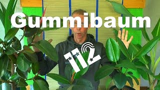 Gummibaum schneiden und vermehren ganz einfach [upl. by Aisila882]