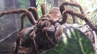 GOLIATH VOGELSPINNE  THERAPHOSA STIRMI  GOLIATH BIRDEATER [upl. by Rahas]