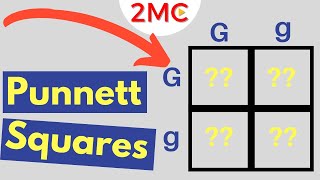 Punnett Square Basics  Mendelian Genetic Crosses [upl. by Annahsit]