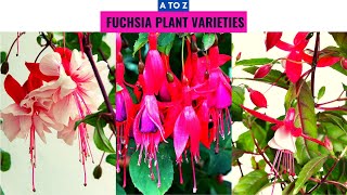 Fuchsia Plant Varieties A to Z [upl. by Higgs]