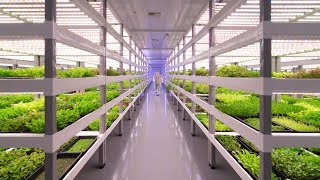 Growing Up How Vertical Farming Works [upl. by Anelav]