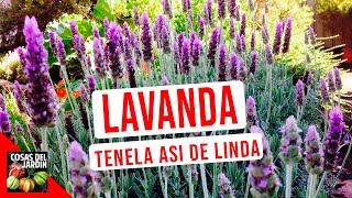 LAVANDA CUIDADOS RIEGO CULTIVO PODAR [upl. by Winzler]