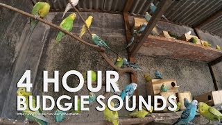 Budgie Bird Sounds 4 Hour 17 Minutes  August11th 2019 [upl. by Einner6]