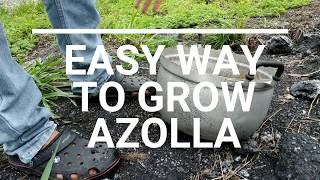 Azolla  Easy Way To Grow Azolla  Short amp Details [upl. by Casia]