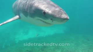 Filming a Great White Shark For First Time No Cage Armed With a Snorkel and GoPro [upl. by Killy]