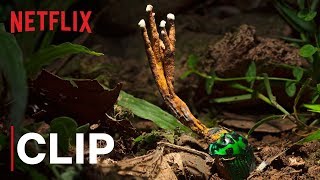 Our Planet  Fungus  Clip  Netflix [upl. by Leissam]