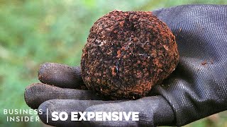 Why Real Truffles Are So Expensive  So Expensive [upl. by Kcaj]