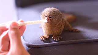 Adorable smallest marmoset monkey [upl. by Adnaluoy310]