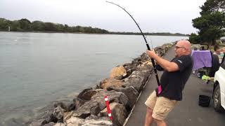 3m Bull Shark caught in North Coast River NSW [upl. by Sitra]