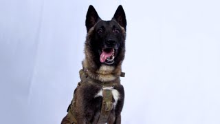 Who Is the Elite Army Dog That Cornered ISIS Leader [upl. by Ainevuol]