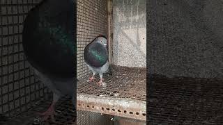 gaditanos pouter pigeon for sale [upl. by Rush]