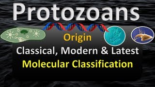 PROTOZOA LATEST CLASSIFICATION  ORIGIN amp HISTORY [upl. by Waterman]