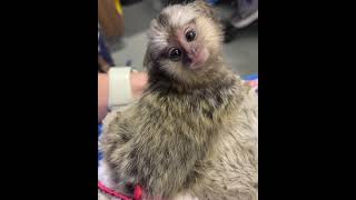 Common Marmoset Monkey Facts from a Vet [upl. by Raul702]