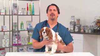 Fleas Tips To Protect Your Dog During Flea Season [upl. by Ramad472]