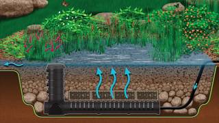 Wetland Filtration for Pond Health [upl. by Farhi]