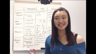 Carbohydrate Lipid and Protein Metabolism [upl. by Mathew]