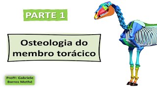 OSTEOLOGIA DO MEMBRO TORÁCICO  parte 1 anatomia veterinária [upl. by Estis]