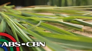 Salamat Dok Health benefits of Lemongrass  Cure Mula sa Nature [upl. by Murial476]