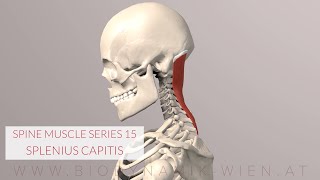 Splenius Capitis Spine Series 15 Neck Muscles 3D Animation [upl. by Seftton]