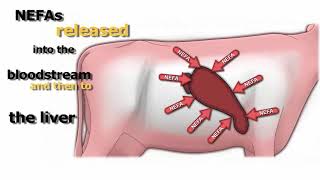 Ketosis in Dairy Cows 1 [upl. by Ardnnek]