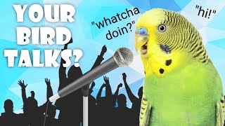 How To Teach Your Budgie to Talk 5 easy steps [upl. by Barhos]