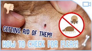 How to Get Rid of Dog Fleas [upl. by Illil]