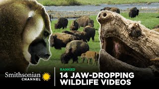 14 JawDropping Wildlife Videos  Smithsonian Channel [upl. by Nnylatsirk]