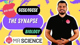 The Synapse  Bitesized  GCSE  IGCSE  Mr Science in 8K [upl. by Ardyce]