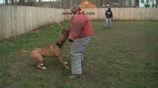 Attack Trained Bandogge Bites the Weapon Arm Dog Training with K91 [upl. by Carrew]