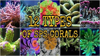 12 TYPES of Small Polyp Stony SPS Coral [upl. by Maclay850]