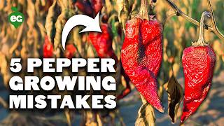 5 Pepper Growing Mistakes to Avoid [upl. by Ailero]