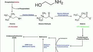 Lipid Biosynthesis  Phospholipid Synthesis 1 Inositols amp Glycerols [upl. by Stephania326]