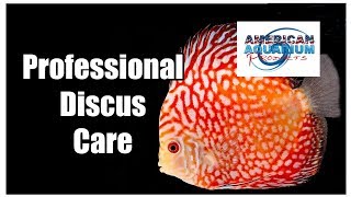 Discus Fish Care Tips How Many Discus Water Changes [upl. by Reichel908]