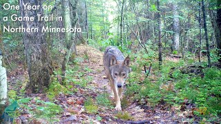 One year on a game trail in Northern Minnesota [upl. by Carolus845]