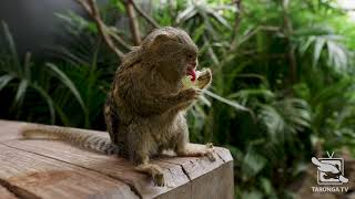 Pygmy Marmoset Keeper Talk at Taronga Zoo Sydney [upl. by Tatia]