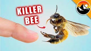 STUNG by a KILLER BEE [upl. by Couq]