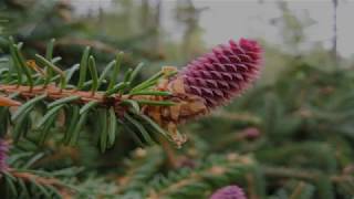 Gymnosperms Features Reproduction Uses [upl. by Arrac]