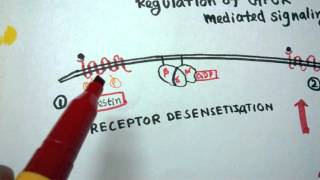 GPCR regulation  Desensitization of GPCR [upl. by Rabi]