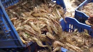 Shrimp Fishing  Prawns Fishing  Prawns Catching Videos [upl. by Donela]