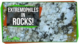 Tiny Extremophiles Living in Rocks [upl. by Brower10]