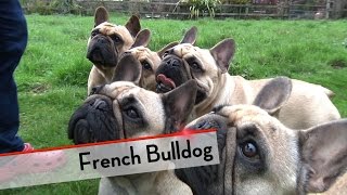 French Bulldog  Best of Breed [upl. by Aremmat]