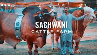 Sachwani Cattle Farm Karachi 2021 Expedition Pakistan [upl. by Plerre698]