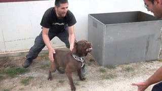 BANDOG 65 months quotVANDA [upl. by Arakahs]